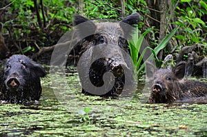 Wild Pigs in a Swamp