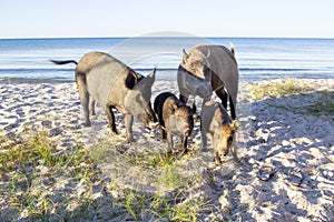 Wild pigs and two piglets on sea beach sands