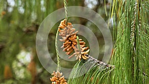 Wild pine male inflorescence in spring forest close up. Young cone in wood outdoors.