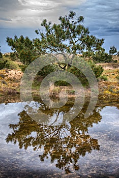 Wild pine tree on coast