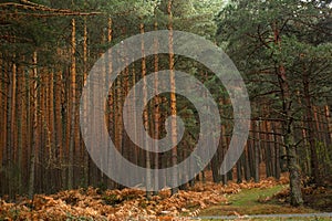 Wild pines in the Guadarrama forests