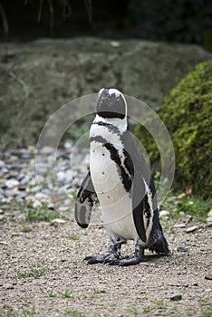 wild pinguin from south africa standing on the beach