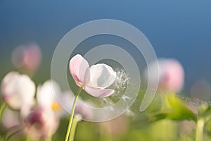 Field floral. Wild northern anemones flowers blooming in spring or summer season in Yakutia, Siberia