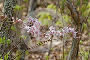 Wild pink azalea flowers