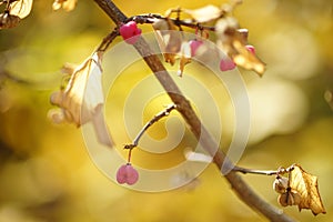 Wild pink berries on a bush with dry leaves