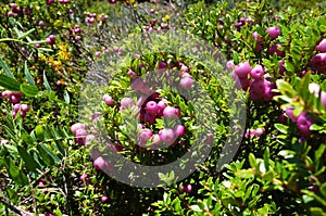 Wild pink berries Prickly Heath or Pernettya mucronata evergreen shrub in Villarrica national park, Patagonia,