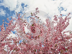 Wild pink cherry tree blooming over sky background. Spring flowers, cluster blossoms on the branch in the park