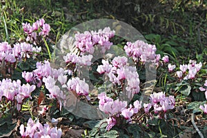 Wild Pink Cyclamens Flowers photo