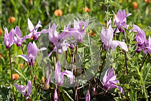 Wild, Pink Cyclamens in a Meadow