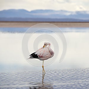 Wild pink flamingo.