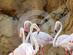 Wild Pink Flamingo Birds