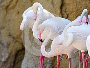 Wild Pink Flamingo Birds