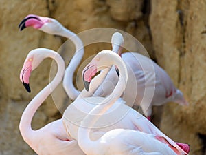 Wild Pink Flamingo Birds