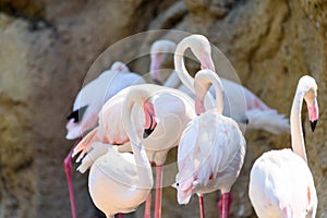 Wild Pink Flamingo Birds