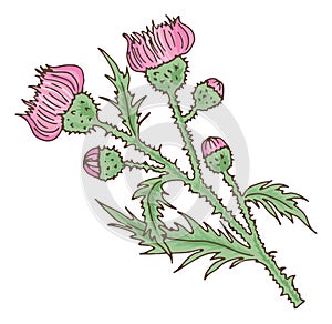 Wild pink flower. Leuzea plant. Maral root herb