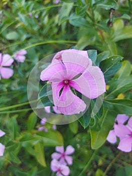 This wild pink flower is often called grass and many people are not aware of its beauty