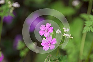 Wild pink flowers