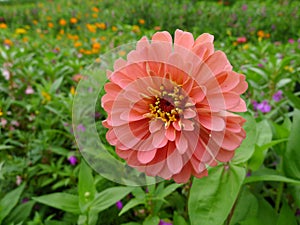 Selvaggio rosa fiori 