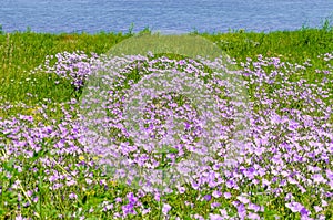 Wild pink flowers in green grass meadow