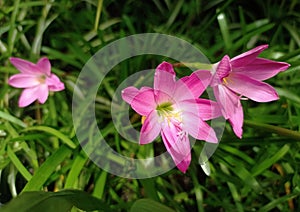 Wild pink flowers by the side of Malang highway