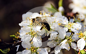 Wild pink fragile apple tree blossom blooming in spring with a bee or a wasp collecting pollen nectar.