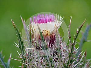 wild pink horrid thistle flower in a grassy meadow