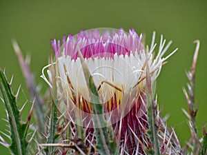 wild pink horrid thistle flower in a grassy meadow