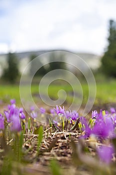 Wild pink Kandyk Siberian flowers. Spring nature