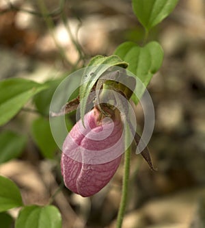 Wild Pink Lady`s Slipper Flower - Shenandoah National Park, Virginia, USA