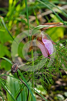 Wild Pink Ladys Slipper (Cypripedium acaule)