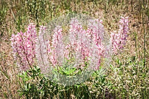 Wild Pink Lupines In Colorado Meadow