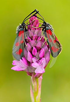 Wild pink orchid with two insect. Pyramidal Orchid, Anacamptis pyramidalis, flowering European terrestrial wild orchid, nature