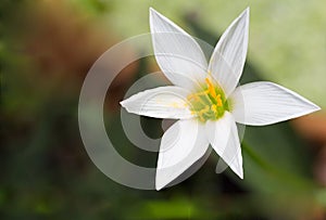 wild pink orchid, Zephyranthes Lily, Rain Lily ,Fairy Lily, Little Witches