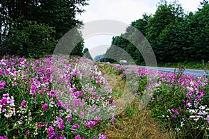 Wild pink purple roadside flowers on highway