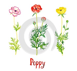 Wild pink, red and yellow poppy flowers collection isolated on white hand painted watercolor illustration