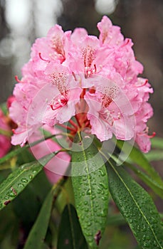 Wild Pink Rhododendrons