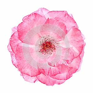 Wild pink rose