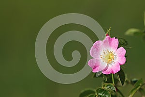 Wild pink rose