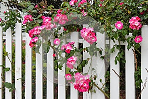 Wild pink roses growing on a white picket fence with flower garden showing through