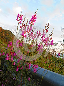 Wild pink snapdragons in bloom