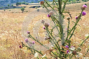 Wild pink thorny thistle at the dry field near the ancient town of Matera Sassi di Matera