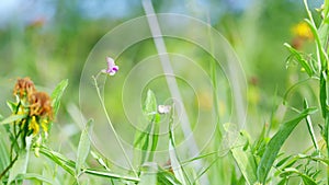 Wild pink tuberous pea, aardaker flower.