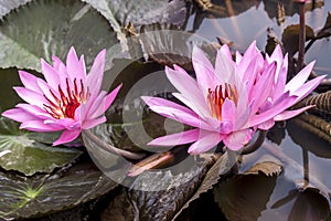 Wild pink water lily or lotus flower Nelumbo nucifera in the water. Nymphaea in the pond. Indonesia, Papua New Guinea