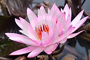 Wild pink water lily or lotus flower Nelumbo nucifera in the water. Nymphaea in the pond. Indonesia, Papua New Guinea