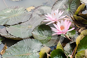 Wild pink water lily or lotus flower Nelumbo nucifera in the water. Nymphaea in the pond. Indonesia, Papua New Guinea