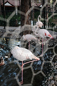 Wild pink and white flamingo in the zoo kept prisoners in a metal wire cage. Wild animals in captivity. Unethical behavior with