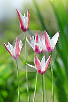 Wild pink white tulips