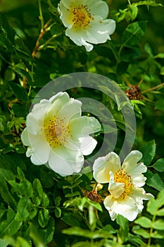 Wild pink wildflowers. Beautiful white flowers of a wild rose on