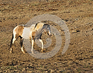 Wild Pinto Stallion