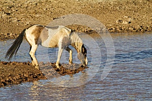 Wild Pinto Stallion Drinking from a water hole